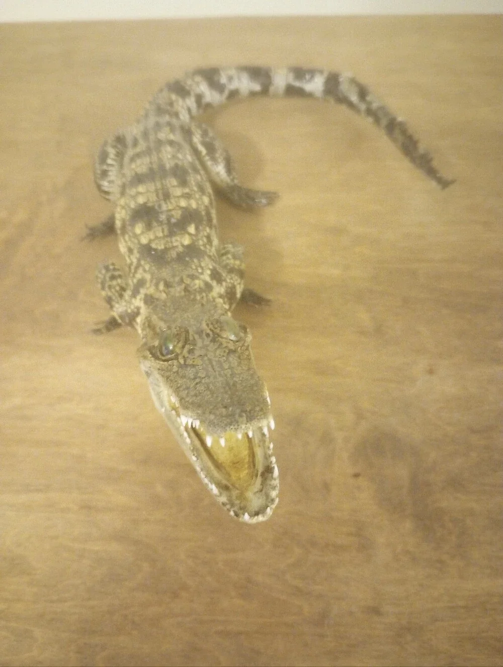 Alligator Decor